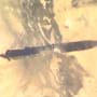Rare Four Unusual Flower Stamen In Dominican Amber