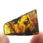 Rare Ant With Huge Mandibles In Dominican Amber