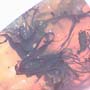Rare Four Unusual Flowers And Bunch Of Flower Stamen In Dominican Amber