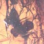 Rare Four Unusual Flowers And Bunch Of Flower Stamen In Dominican Amber