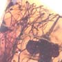 Rare Four Unusual Flowers And Bunch Of Flower Stamen In Dominican Amber