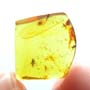 Rare Six Eggs, Scuttle Fly And Gall Midge In Dominican Amber