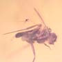 Rare Six Eggs, Scuttle Fly And Gall Midge In Dominican Amber