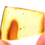 Rare Six Eggs In Dominican Amber