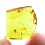 Rare Six Eggs, Scuttle Fly And Gall Midge In Dominican Amber.