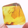 Rare Nine Eggs, Beetle And Gall Midge In Dominican Amber.