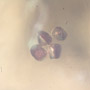 Rare Nine Eggs In Dominican Amber