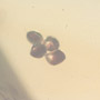 Rare Nine Eggs In Dominican Amber