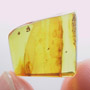 Rare Nine Eggs In Dominican Amber