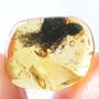 Rare Accacia Flowers In Dominican Amber