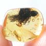 Rare Accacia Flowers In Dominican Amber