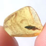 Rare Winged Seed In Dominican Amber.