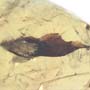 Rare Winged Seed In Dominican Amber.