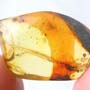 Rare Winged Seed In Dominican Amber