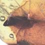 Rare Winged Seed In Dominican Amber