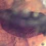 Rare Winged Seed In Dominican Amber