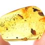 Rare Accacia Seed In Dominican Amber.