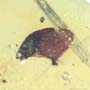 Rare Accacia Seed In Dominican Amber.