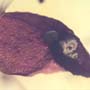 Rare Accacia Seed In Dominican Amber.