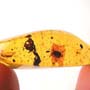 Rare Bunch Of Seed Pod In Dominican Amber.