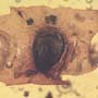 Rare Accacia Seed In Dominican Amber.