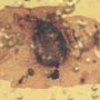 Rare Accacia Seed In Dominican Amber.