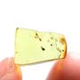 Rare Ant With Huge Mandibles In Dominican Amber