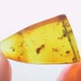 Rare Ant Pupa In Dominican Amber