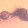 Rare Ant Pupa In Dominican Amber