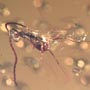 Rare Awesome Field Of Bubbles And Scelionid Wasp In Dominican Amber