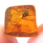 Rare Millipede And Spider In Dominican Amber.
