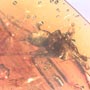Rare Awesome Spider In Dominican Amber.