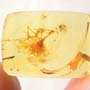 Rare Moth Fly With Eggs In Dominican Amber.
