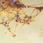 Rare Moth Fly With Eggs In Dominican Amber