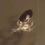 Rare Moth Fly With Eggs In Dominican Amber