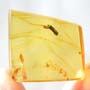 Rare Bark Beetle Bittin By Spider In Dominican Amber