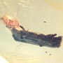 Rare Bark Beetle Bittin By Spider In Dominican Amber