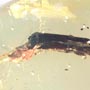 Rare Bark Beetle Bittin By Spider In Dominican Amber