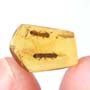 Rare Bark Beetle With Lots Of Mite Clinging On It In Dominican Amber.