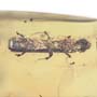 Rare Bark Beetle With Lots Of Mite Clinging On It In Dominican Amber.