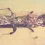 Rare Bark Beetle With Lots Of Mite Clinging On It In Dominican Amber.