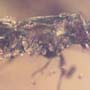 Rare Bark Beetle With Lots Of Mite Clinging On It In Dominican Amber.