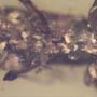 Rare Bark Beetle With Lots Of Mite Clinging On It In Dominican Amber.