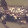 Rare Bark Beetle With Lots Of Mite Clinging On It In Dominican Amber.