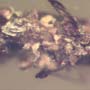 Rare Bark Beetle With Lots Of Mite Clinging On It In Dominican Amber.