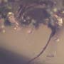 Rare Bark Beetle With Lots Of Mite Clinging On It In Dominican Amber.