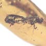 Rare Bark Beetle With Lots Of Mite Clinging On It In Dominican Amber