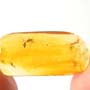 Rare Barklouse Chasing Leafhopper In Dominican Amber