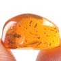 Rare Biting Midge With Five Eggs In Dominican Amber.
