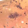 Rare Beetle With Egg And Gall Midge In Dominican Amber.